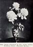 Madame Ducel peony photo