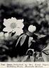 Whitleyi Major peony photo