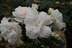 Ariadne rose photo