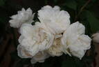 Ariadne rose photo