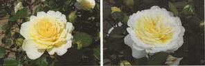 MK-MI314 rose photo