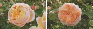 Confiture rose photo