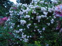 Baltimore Belle rose photo