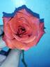 Black Tea rose photo