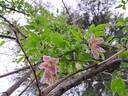 Advent Bells clematis photo