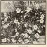 Cherokee Rose rose photo