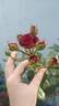 Brown Sugar rose photo