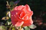 Harmonie ® rose photo