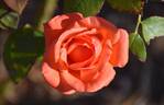 Harmonie ® rose photo