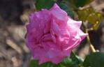 Eden Rose rose photo