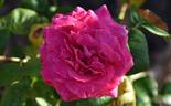 Eden Rose rose photo