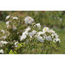 Rosa Bonheur rose photo