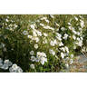 Rosa Bonheur rose photo