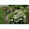 Rosa Bonheur rose photo
