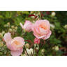 Abbaye de Maubuisson ® rose photo