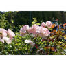 Abbaye de Maubuisson ® rose photo