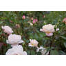 Abbaye de Maubuisson ® rose photo