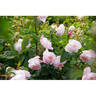 Abbaye de Maubuisson ® rose photo