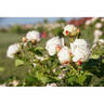 Madeleine Fayet rose photo