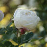 Madeleine Fayet rose photo