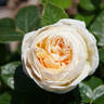 Madeleine Fayet rose photo