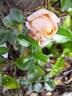 Impala ® rose photo