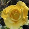 Graceland rose photo