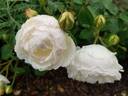 Glamis Castle rose photo