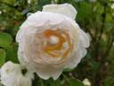 Glamis Castle rose photo