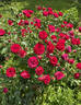 Rosemantic Red rose photo
