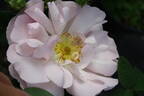 Bettina von Arnim rose photo