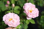 Bettina von Arnim rose photo