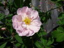 Bettina von Arnim rose photo