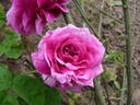 Dark at Heart rose photo