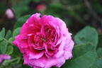 Dark at Heart rose photo