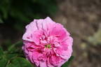Dark at Heart rose photo