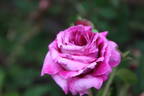 Dark at Heart rose photo