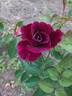 Hello Darkness rose photo