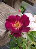 Hello Darkness rose photo