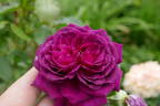 Fuchsia rose photo