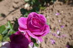 Fuchsia rose photo
