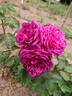 Fuchsia rose photo