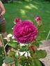 Fuchsia rose photo