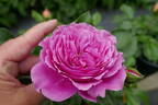 Fuchsia rose photo