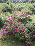 Here I Am rose photo