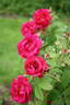 Here I Am rose photo
