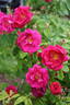 Here I Am rose photo
