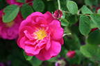 Here I Am rose photo