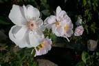 Bee Beauty rose photo