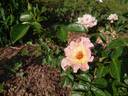 Bee Nice rose photo